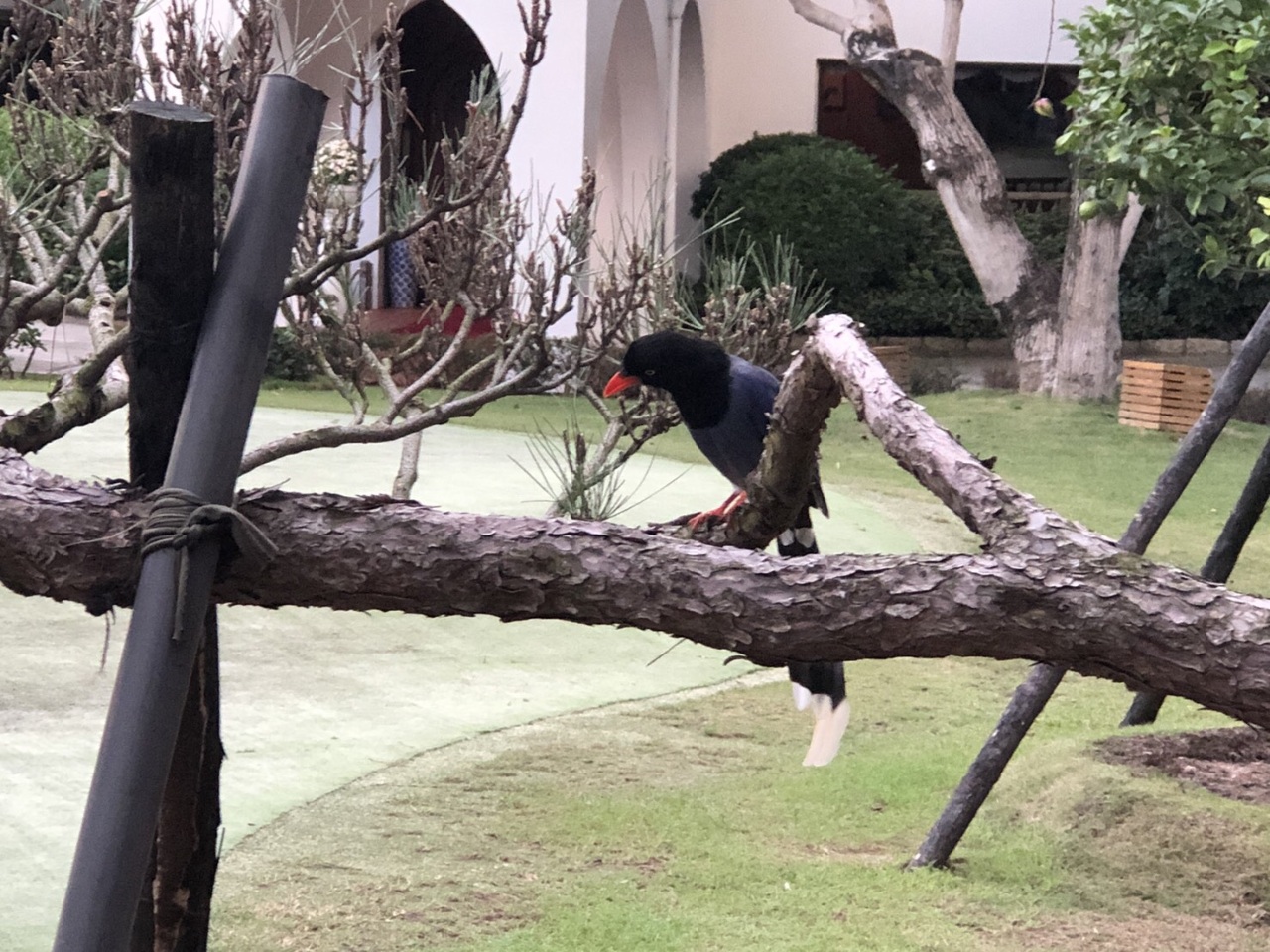Médecin des arbres à Taiwan