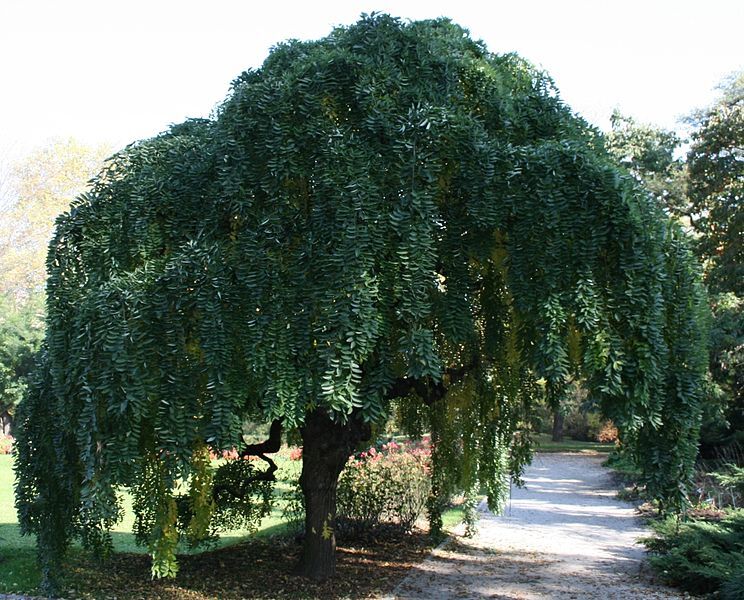 Songe à l'ombre d'un sophora