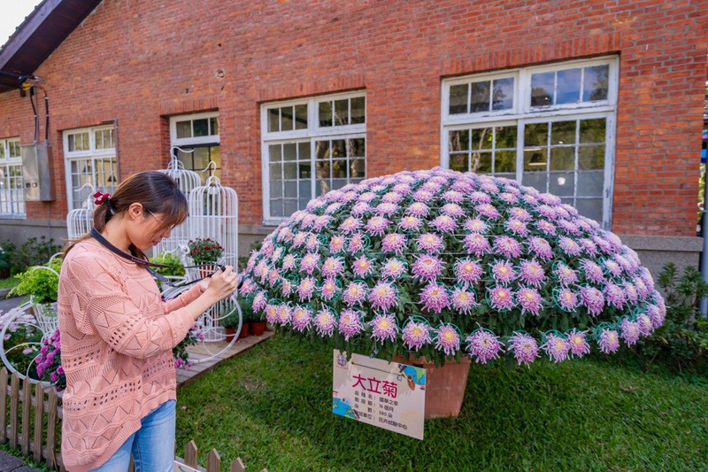 Vers de nouvelles variétés de chrysanthèmes?