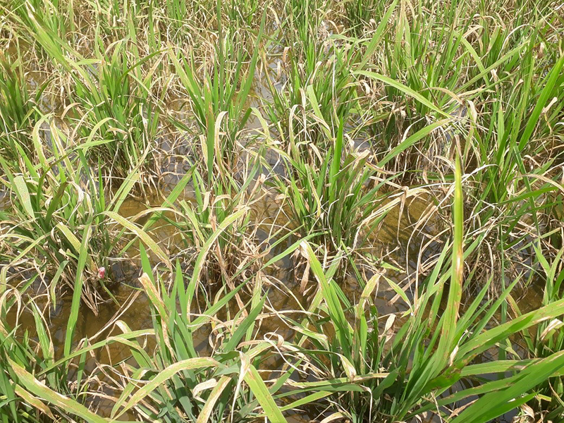 Pénurie d’eau : Chiayi et Tainan instaurent des restrictions d’eau