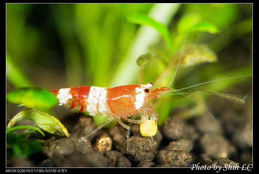 La passion pour des crevettes cristales
