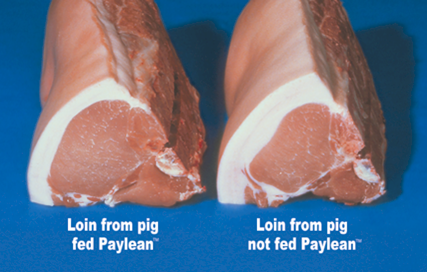Les éleveurs taiwanais de porc ne dépendent plus de la ractopamine