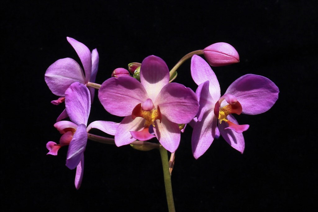 Une nouvelle orchidée taïwanaise facile à cultiver arrive sur le marché