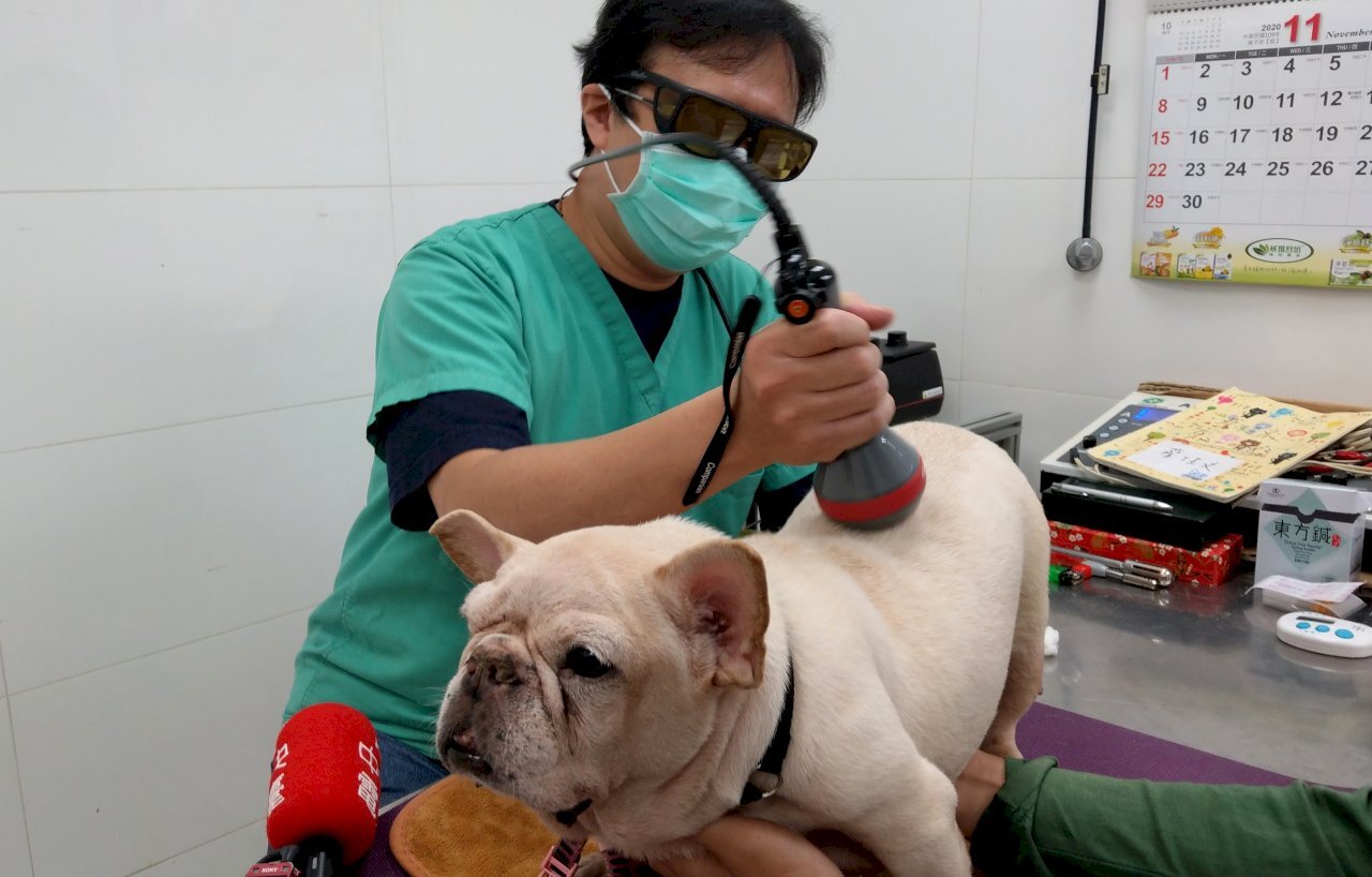 A Taiwan, un traitement de la démence chez les animaux de compagnie de plus en plus évolué