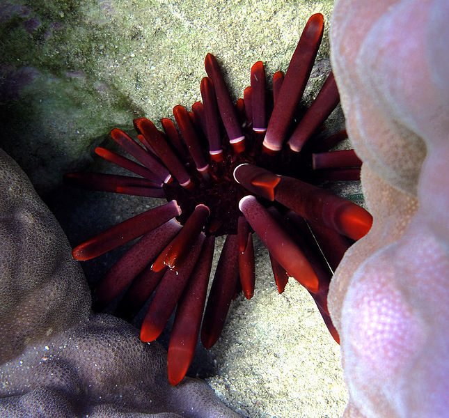Oursin-crayon (Heterocentrotus mamillatus) à la Réunion (Image : Wikimedia Commons - Philippe Bourjon - Licence : Philippe Bourjon, CC BY-SA 3.0 <https://creativecommons.org/licenses/by-sa/3.0>, via Wikimedia Commons)