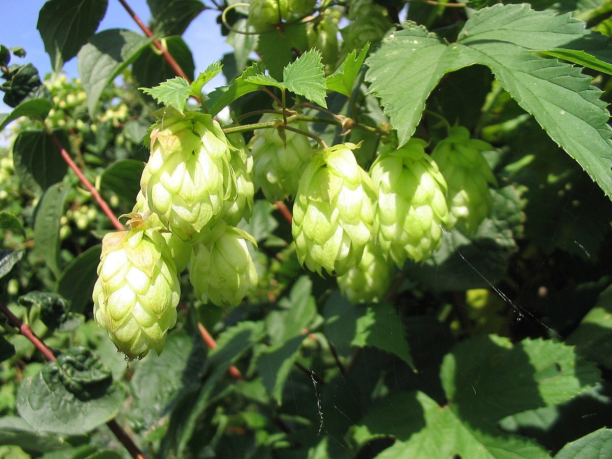 Première bière artisanale avec du houblon taiwanais