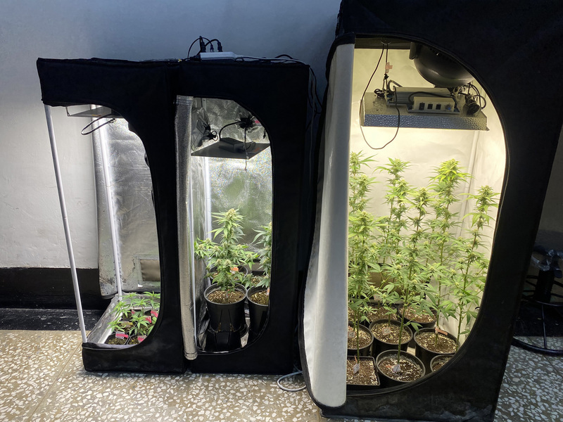 Taiwan réduit la peine d'emprisonnement pour la culture de la marijuana à des fins personnelles