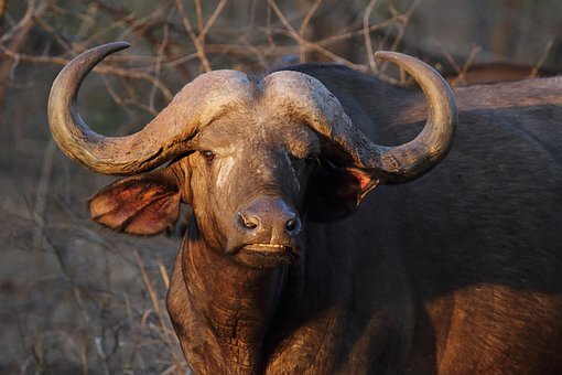 Buffle (source Pixabay)