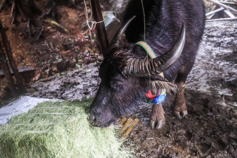 Difficile gestion des buffles à Yangmingshan