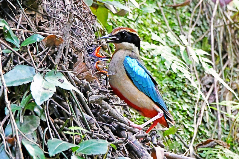 La TWBF a dû quitter la Birdlife International