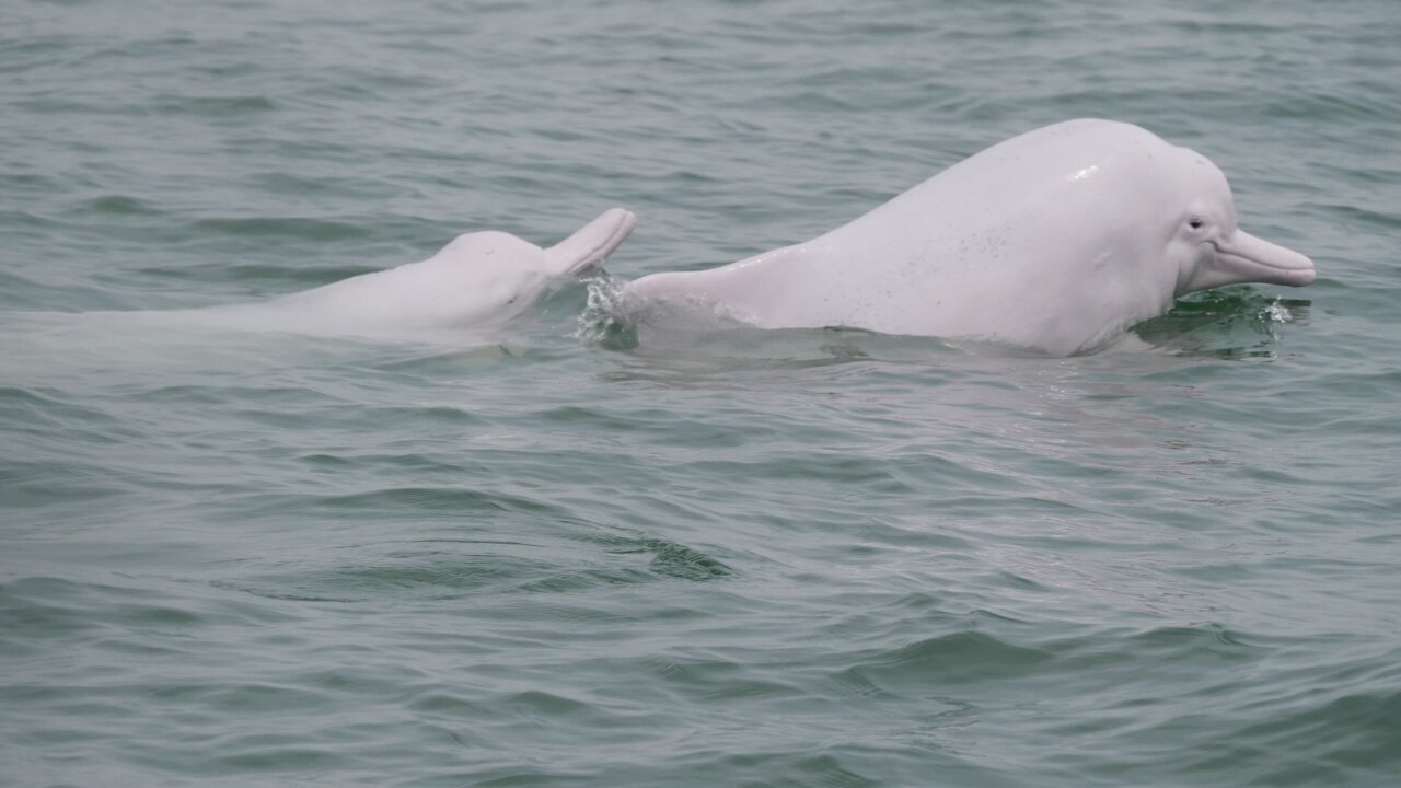 Barbecue, dauphins et violences conjugales chez des célébrités