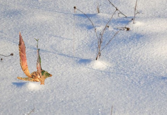 Pousse de bambou dans la neige