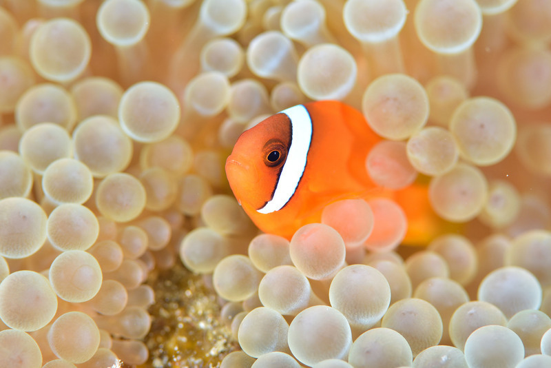 Un élevage spécialisé dans les poissons-clowns