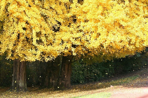 La fée de l’arbre aux quarante écus