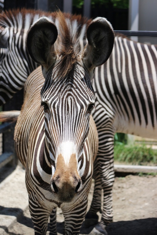 Le zoo de Kyoto et le zoo de Taipei établissent une nouvelle coopération