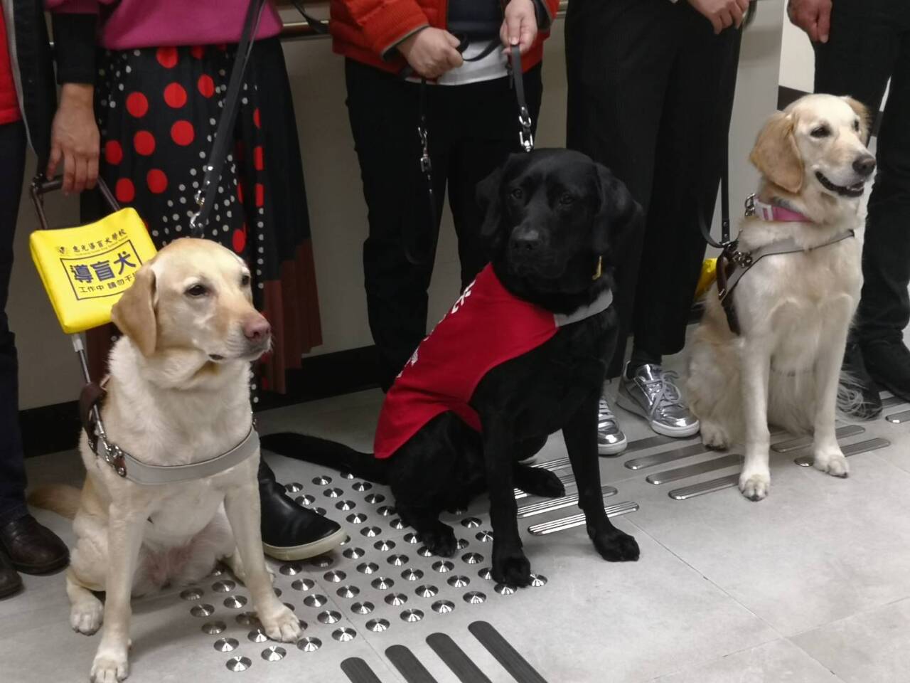 Chiens guides pour aveugles en formation (Image : RTI)
