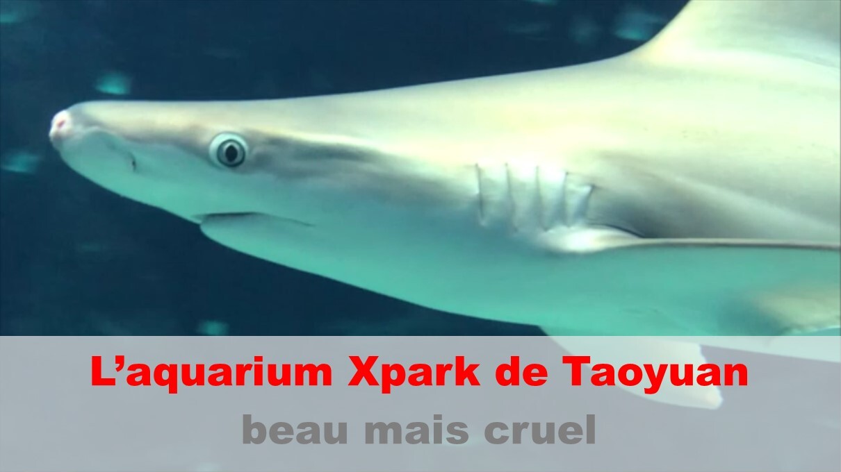 Le Xpark de Taoyuan critiqué pour manquement au bien-être animal