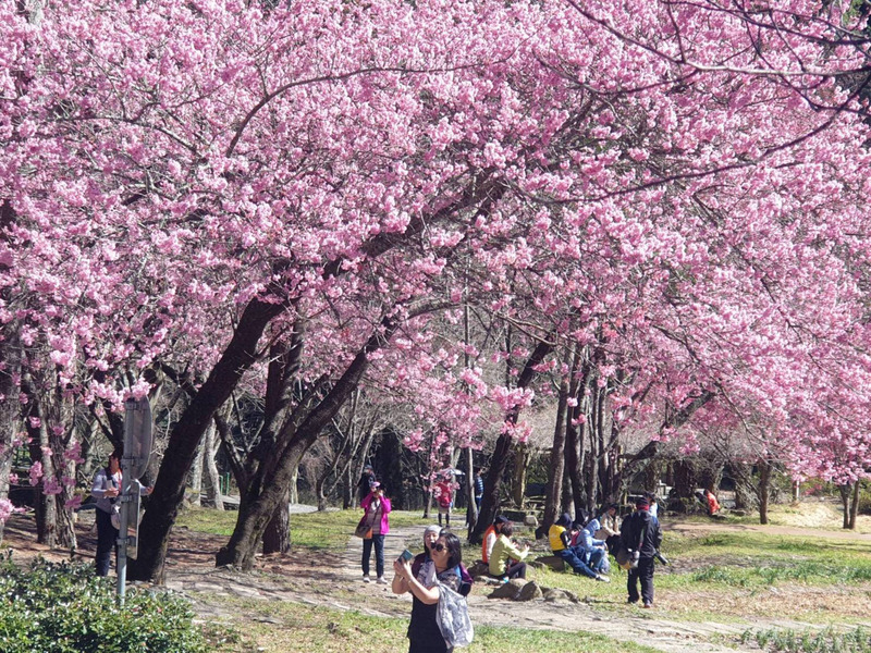 Les cerisiers en fleurs pris d’assaut pendant la fête des lanternes