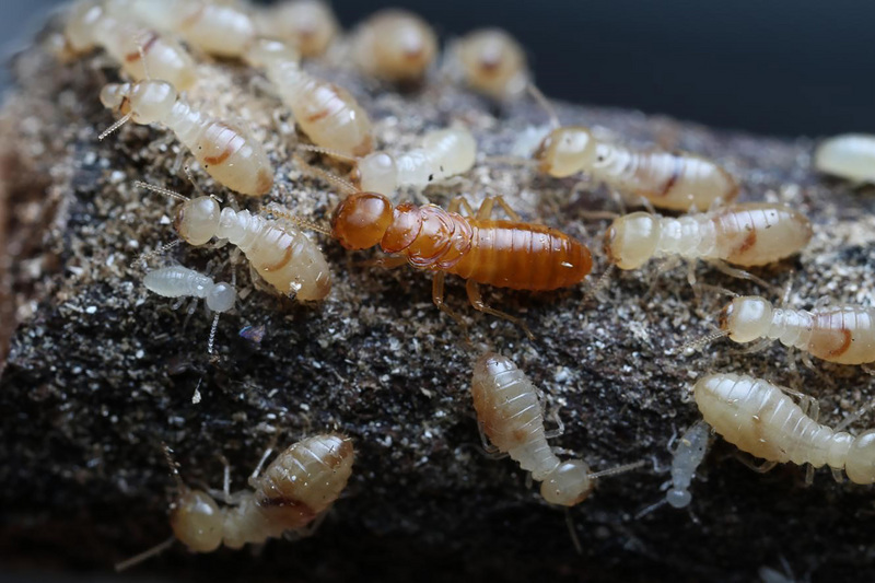 La propagation des termites peut s’effectuer par le bois flottant selon une étude taïwano-américaine
