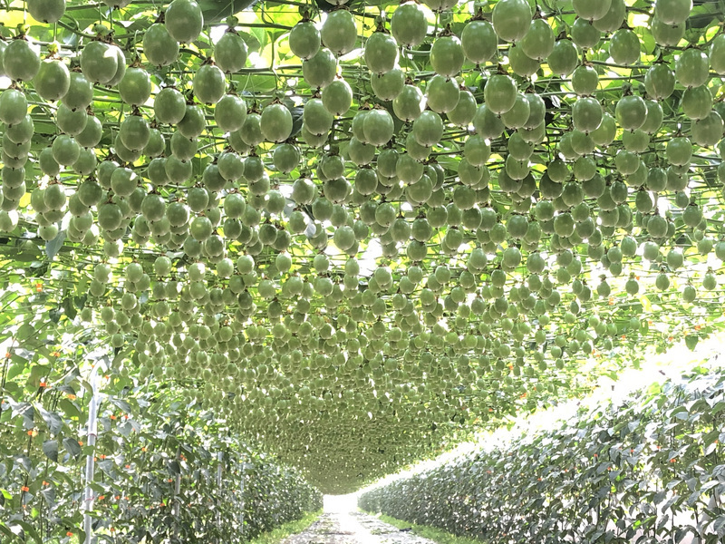 L'histoire de la culture du fruit de la passion à Taïwan