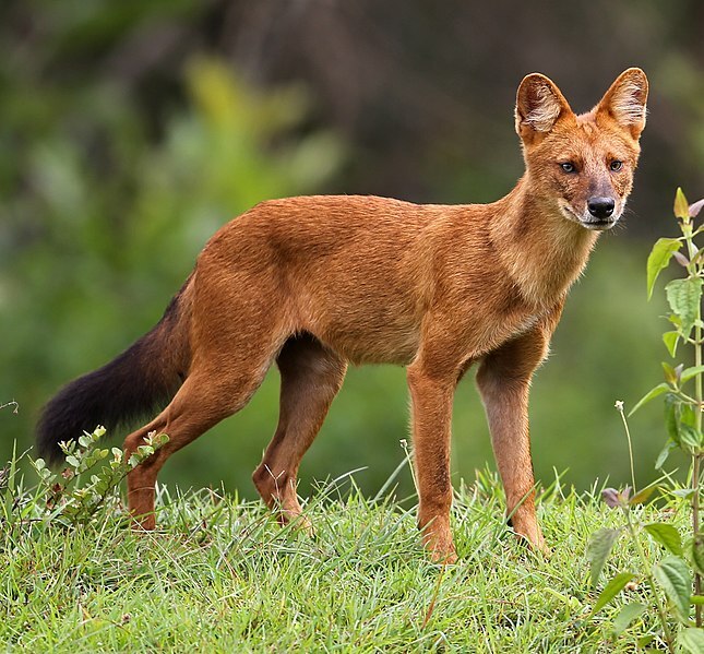 Le dhole, ou chien sauvage d'Asie, a été déplacé au premier niveau de la liste  nationale des animaux sauvages protégées établie par la Chine et modifiée en février (Image: Davidvraju, CC BY-SA 4.0 <https://creativecommons.org/licenses/by-sa/4.0>, via Wikimedia Commons)