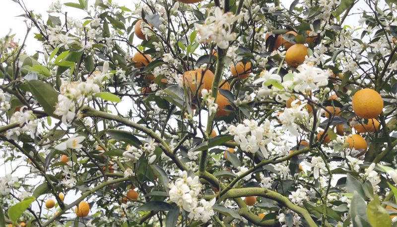 L’adversité stimule la vitalité des arbres fruitiers