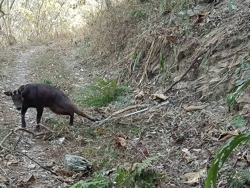 Nature : le gouvernement pousse les chasseurs à remplacer leurs pièges en métal pour du plastique
