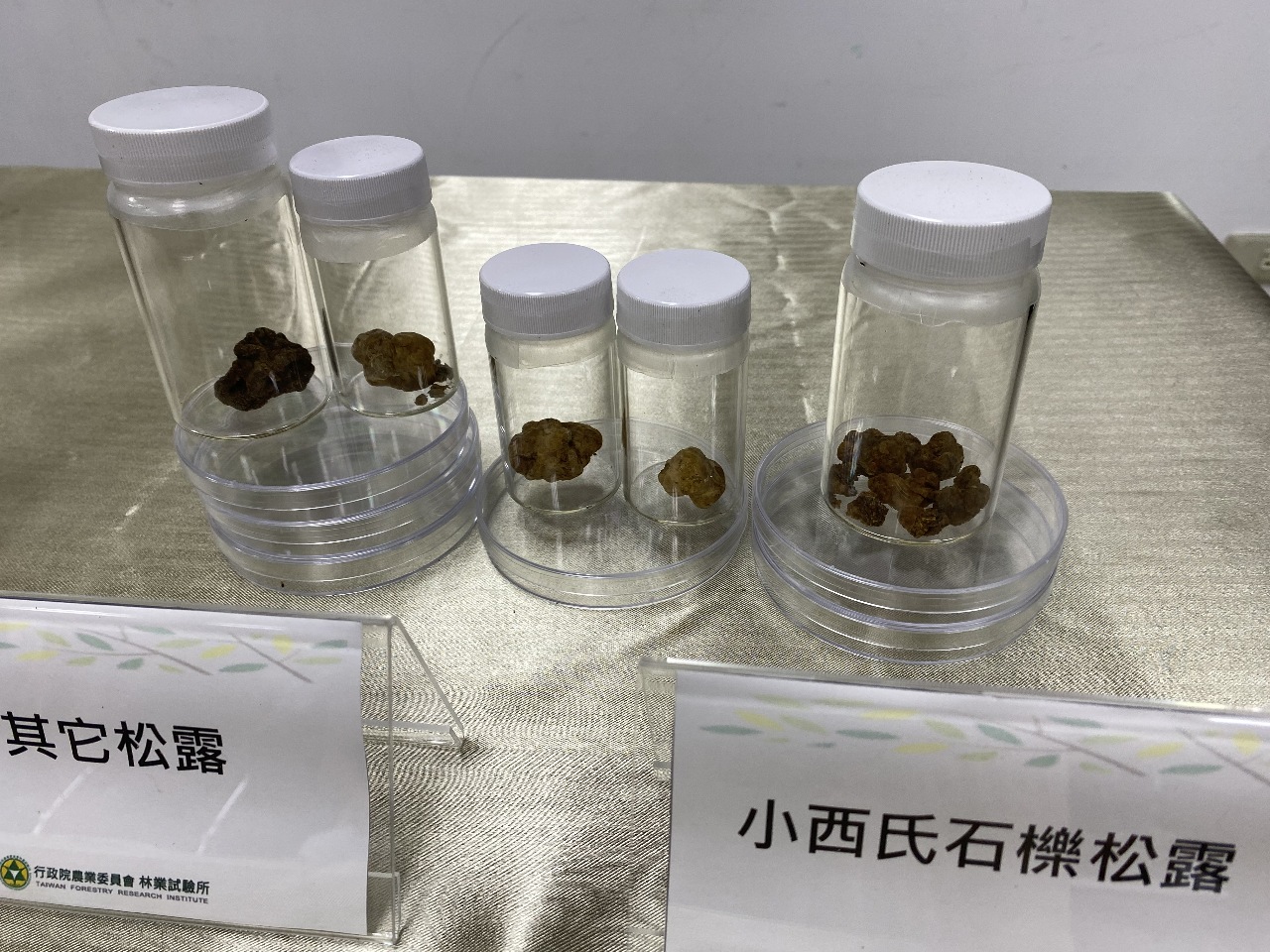 Une nouvelle variété de truffe blanche découverte à Taiwan