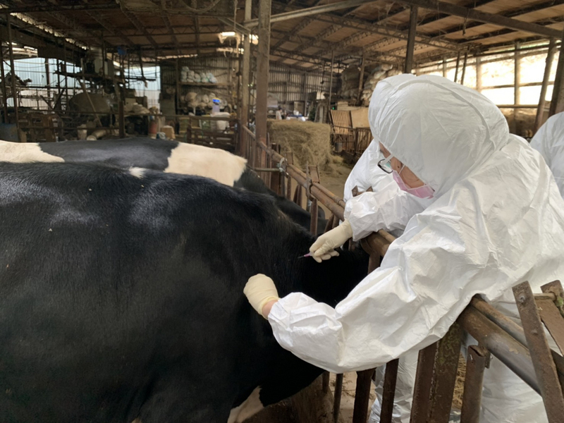 La dermatose nodulaire contagieuse arrive sur l’île principale de Taïwan