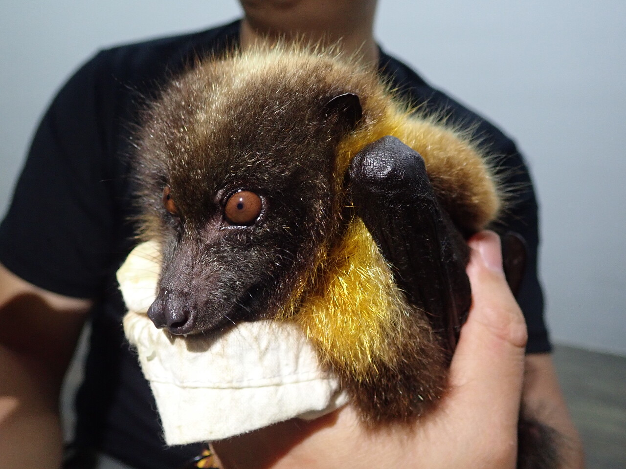 Les recherches sur la Pteropus dasymallus estiment qu'il n’en reste que 200 à Taïwan et 10 000 au Japon