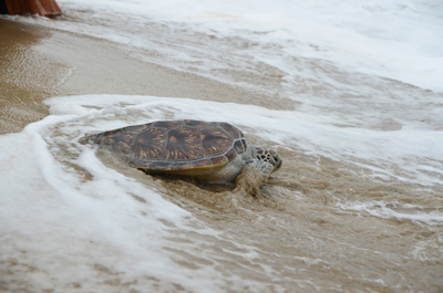 Secours aux tortues dans le Nouveau Taipei