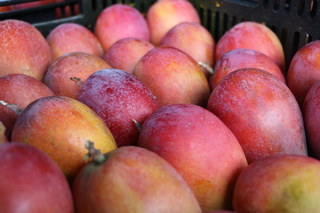 La mangue Irwin et les fraises lourdement touchées par la vague du froid