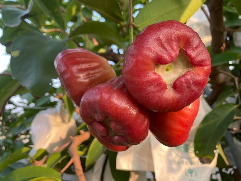 Taiwan pourrait faire appel à l’OMC après la suspension d’importation en Chine de deux fruits