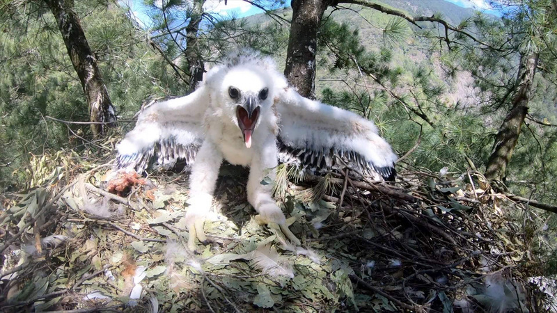 Le Parc national de Yushan veut partager les résultats d’une étude sur les aigles montagnards