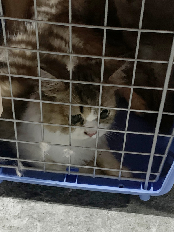 La présidente taiwanaise demande une révision de la loi après l’euthanasie de 154 chats de contrebande