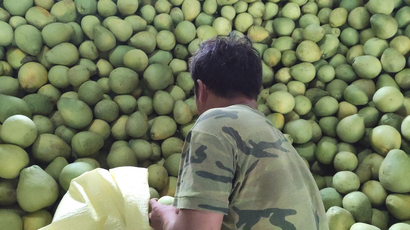 Les pomelos prêts à partir pour le Japon pour la fête de la mi-automne