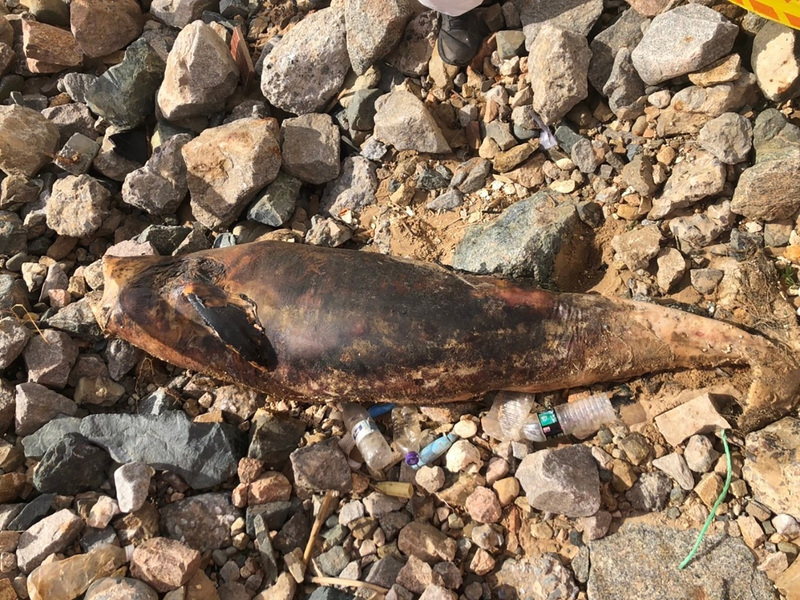 Un dauphin retrouvé mort à Matsu