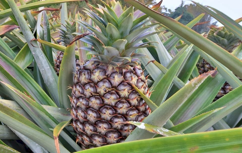 OEPAT: ananas interdétroit, diplomatie des escales et classement mondial des systèmes de santé