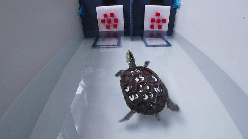 Découverte: les tortues distinguent les quantités