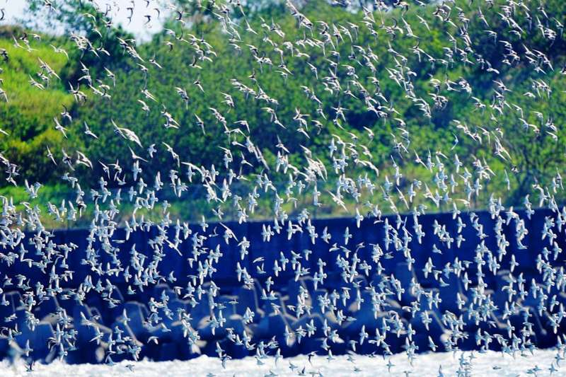 Croix du Sud, protection des oiseaux et seuil de pauvreté