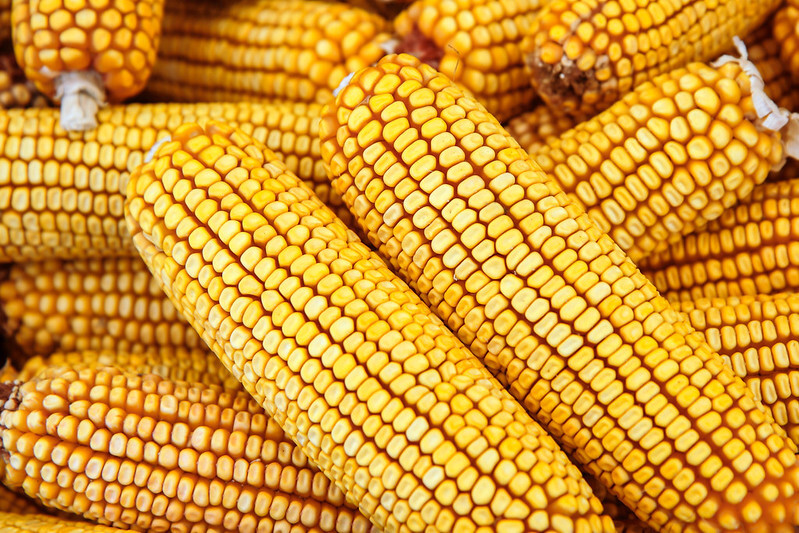 Le riz pour remplacer le blé