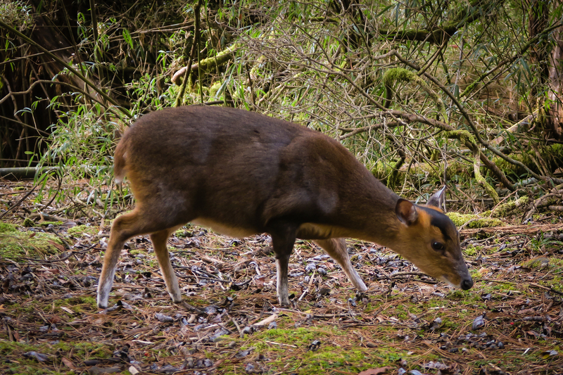 Le sambar de Taïwan s’adapte à un habitat de moyenne altitude