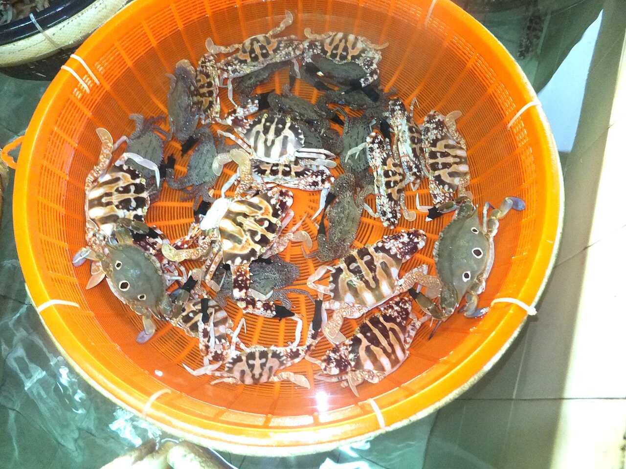 Des professeurs appellent à interdire la pêche aux crabes femelles portant des oeufs