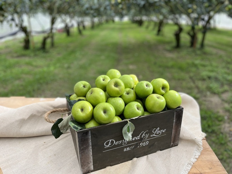Des jujubes de Taïwan bientôt sur les rayons français