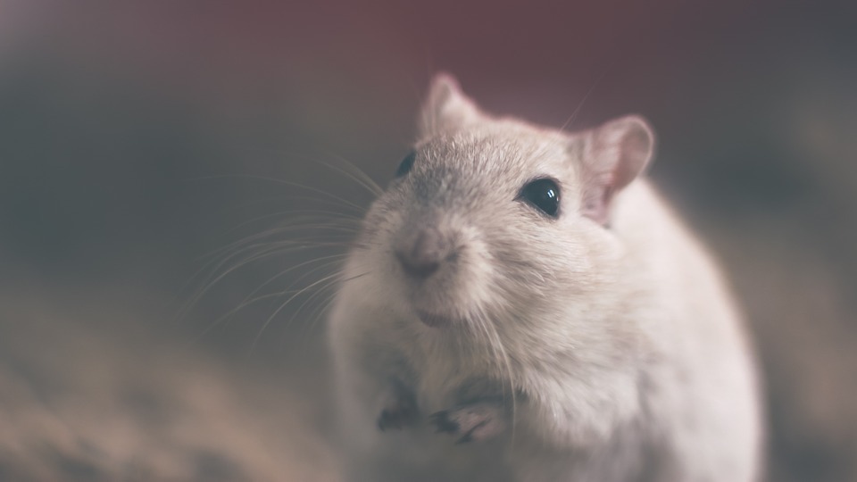 Vers moins d'expérimentation animale pour les produits pour l’hypertension