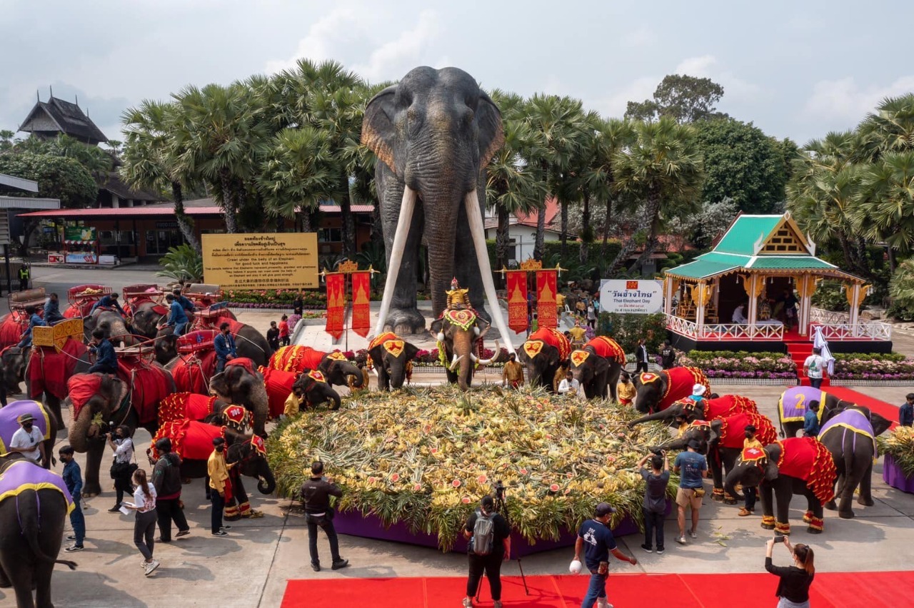 Grand buffet de fruits organisé pour les éléphants du Nong Nooch Tropical Garden (Pataya) pour la Journée nationale des éléphants, le 13 mars 2022 (Image : Page Facebook du สวนนงนุช พัทยา Nongnooch Garden Pattaya)