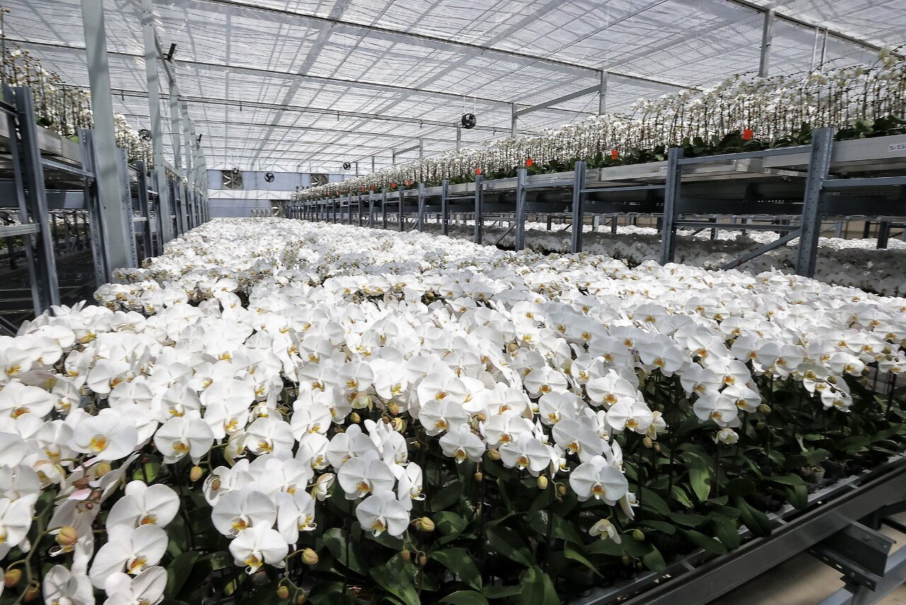 Inauguration de la foire internationale des orchidées de Taïwan