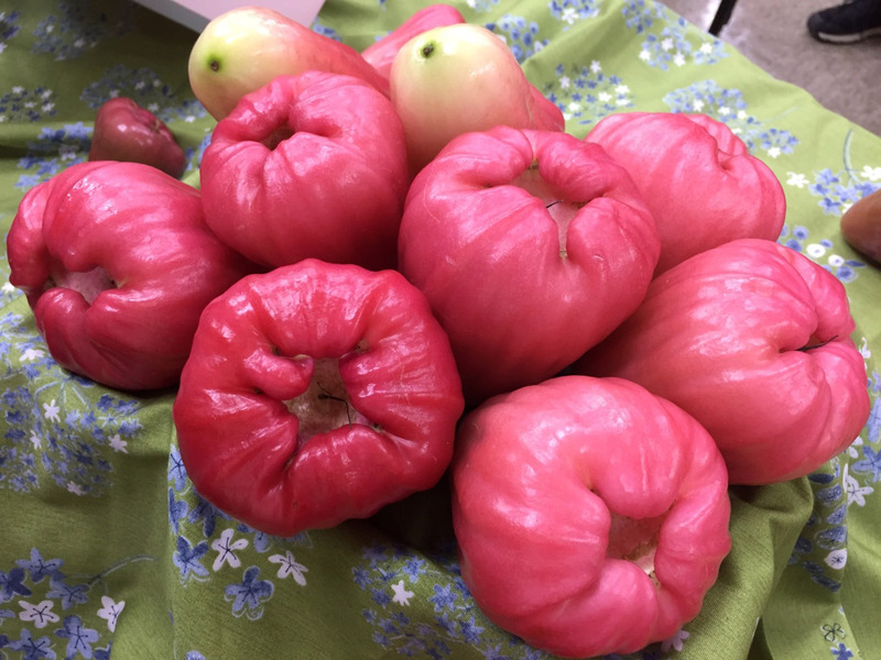 A la rencontre des cultivateurs de jamboses