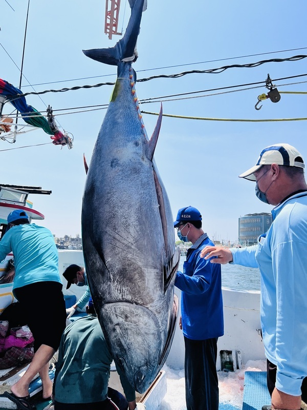 La pêche au thon rouge surnommé le boeuf japonais par les Taïwanais