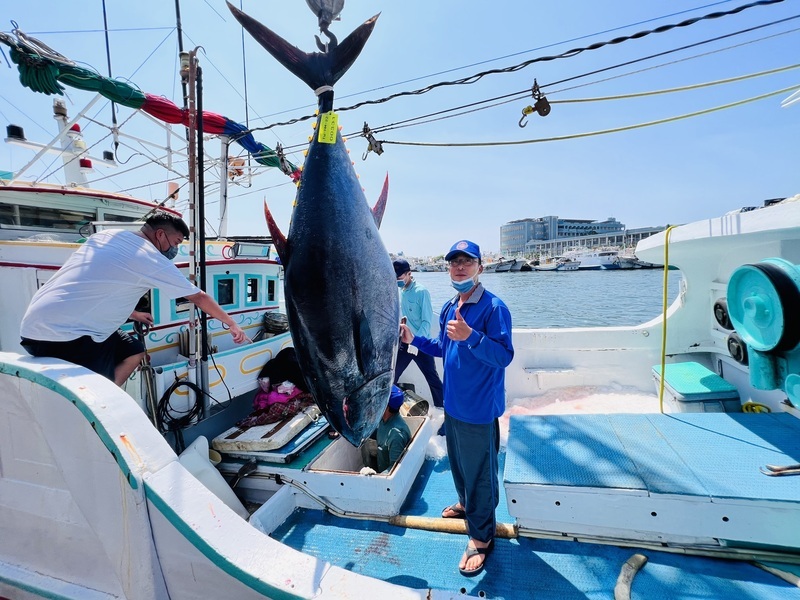 Pingtung voit sa première prise de thon rouge de la saison